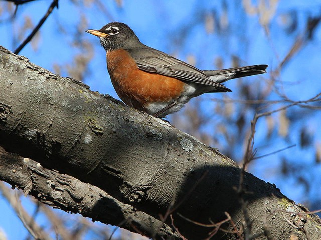 A male American Robin.
