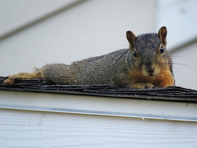 A Fox Squirrel chillin' on the roof.