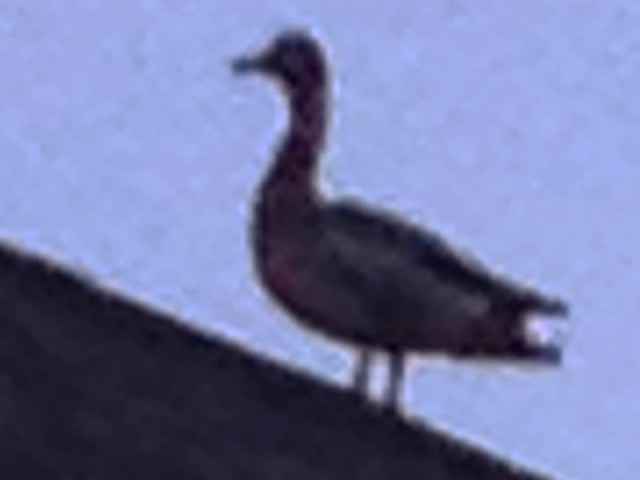A duck on the roof of a house.  An odd duck, no doubt.  After much discussion it was decided that this is likely a Mallard.