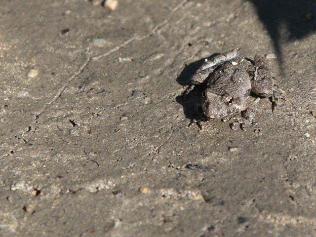 A tiny Blanchard's Cricket Frog.