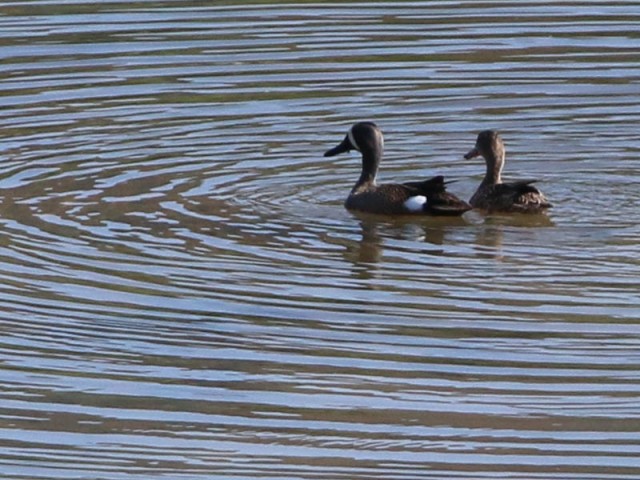 Blue-winged Teal—a male and female 