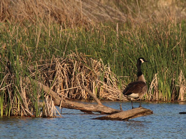 The resident Canada Goose on his favorite perch.