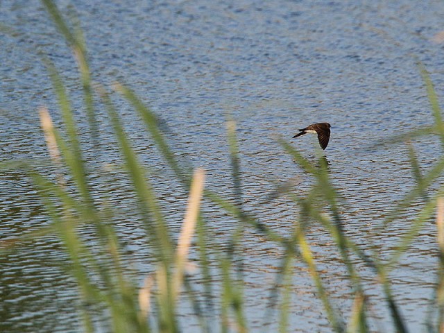A Cliff Swallow hunting insects just above the water's surface.