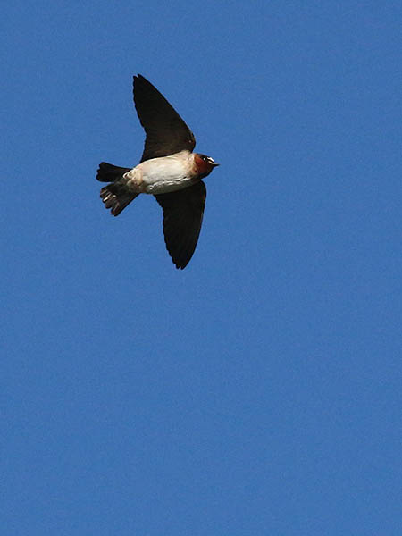 A Cliff Swallow on the wing.