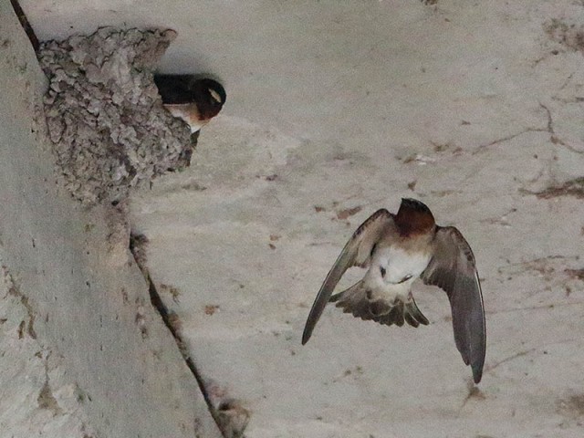 A Cliff Swallow returning to the nest.