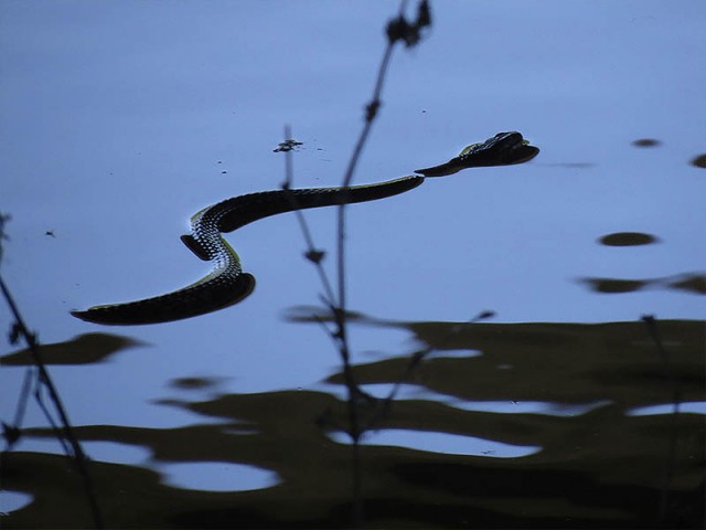 Diamond-backed Water Snake