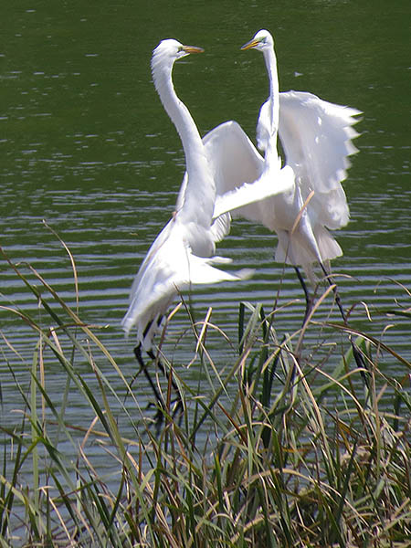 Sparing Great Egret sporting their breeding plumage.