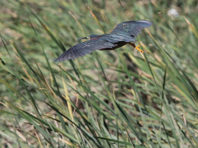 A Green Heron flyby