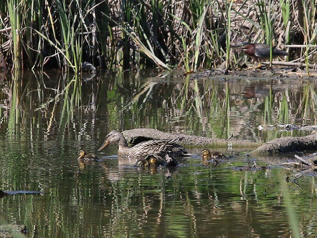 A female Mallard with her young ducklings.