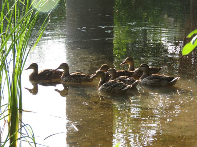 A female Mallard with her nearly grown brood.