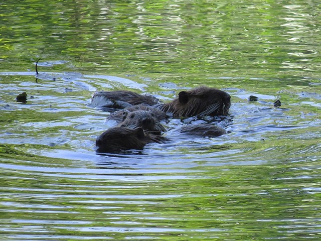 A mother Nutria and her kits.