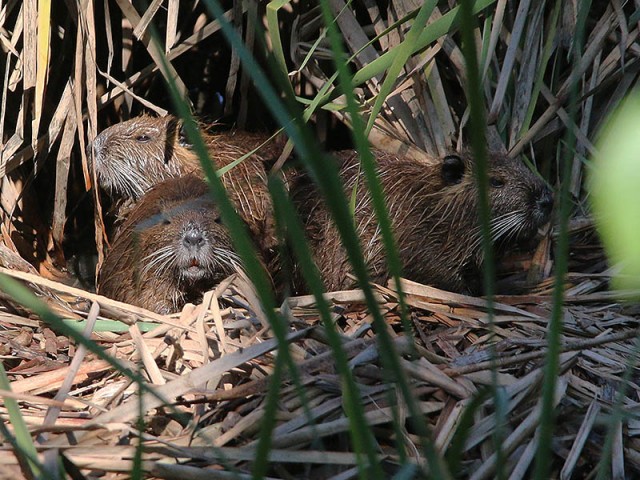 A family of Nutria just outside their den.