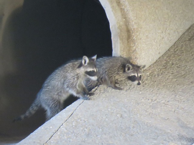 A pair of mischievous young Raccoons.