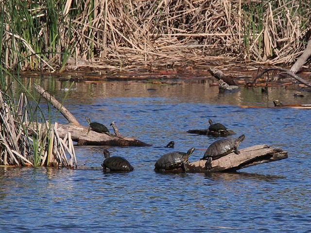 Basking turtles of various types.