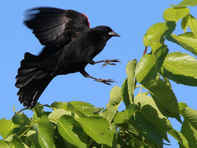 Landing in the high branches.