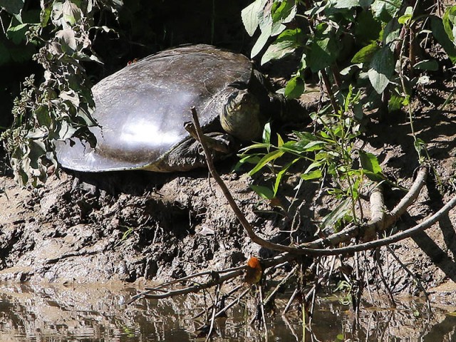 A Spiny Softshell Turtle.  This guy was huge—as big around as a hubcap.