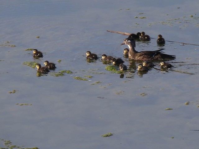 A female Wood Duck caring for around fifteen youngsters.