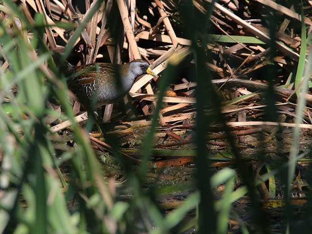 Foraging in the reeds.