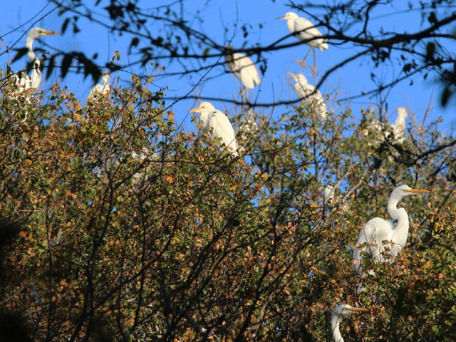 Cattle Egrets and Great Egrets perched on the tree tops.