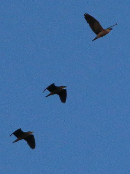 A trio of Black-crowned Night Herons flying high over the rookery.  One adult followed by two juveniles.