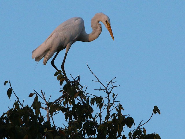 An adult Great Egret at the top of the tree canopy.