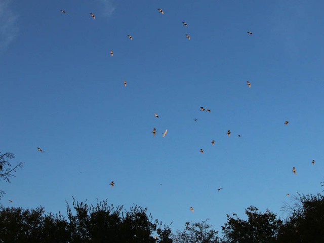Birds would circle high above the rookery, before abruptly diving down into the trees to roost.