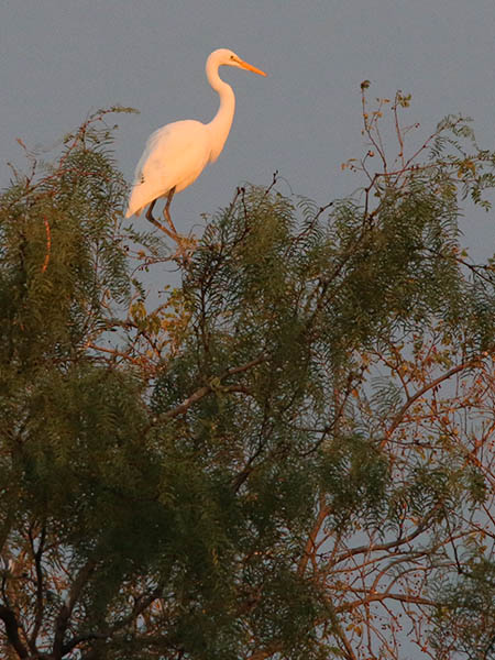 A Great Egret perched in a willow tree.