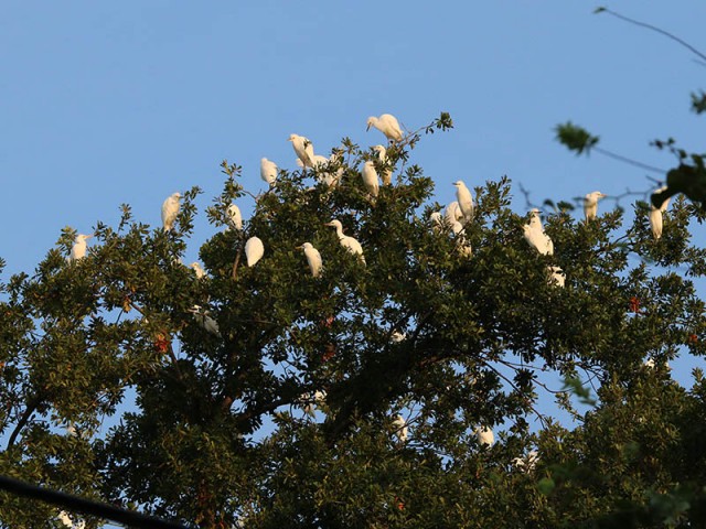 Egrets staging in the backyard of an adjacent residence.