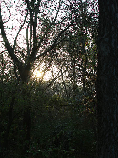 The woods become denser near the north end of the park.