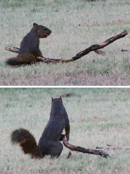 A Fox Squirrel playing with a stick.