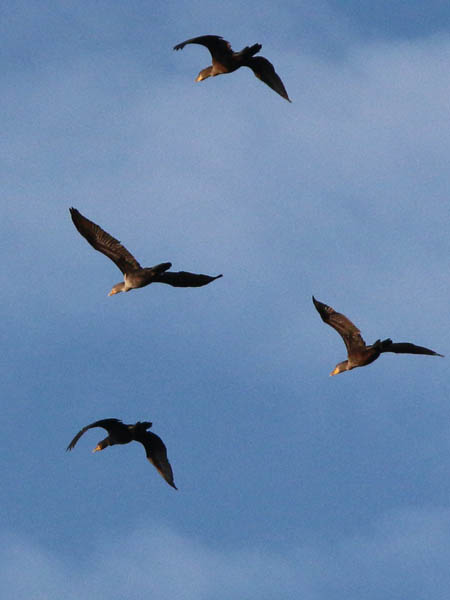 This group of Double-crested Cormorants was simply passing by.  