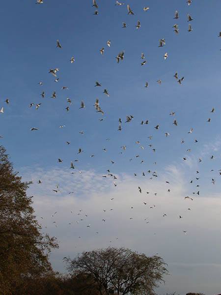 At one piont during my visit something (a feral cat?) spooked the rookery and hundreds of bird took to the air.