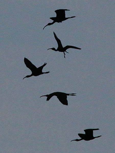 Five juvenile White Ibises leaving the rookery at predawn.  They were seen heading east toward the Elm Fork of the Trinity River.