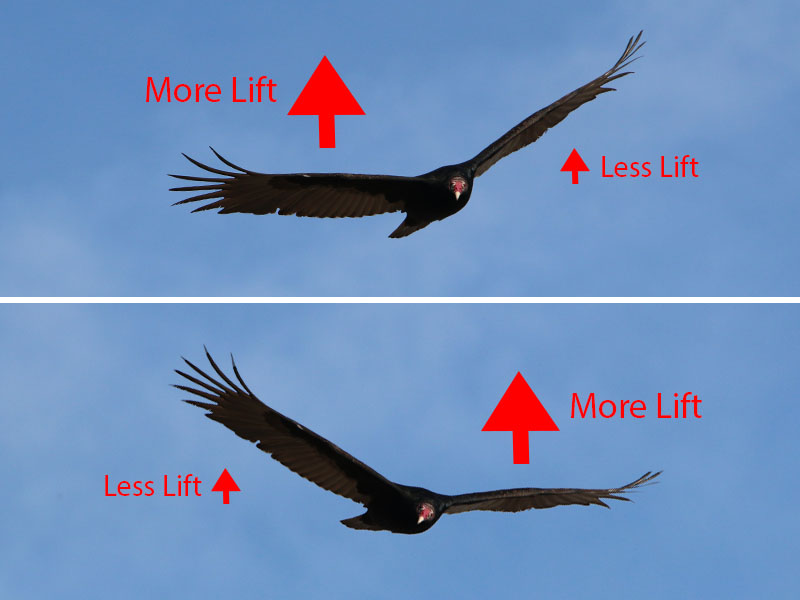 Diheral Wing Positioning on a Turkey Vulture.