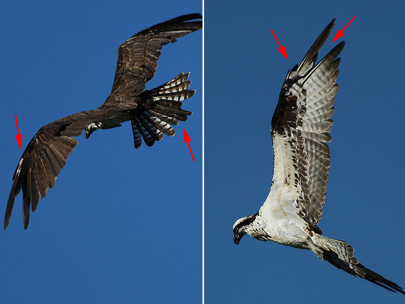 The arrows in the illustration above show points of feather regrowth occurring  during the molting process.