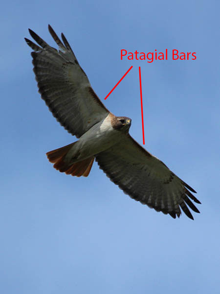 Red-tailed Hawk Showing Patagial Bars