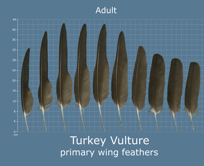 From USFWS Feather Atlas