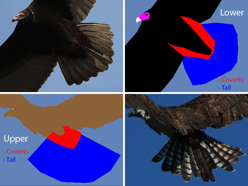 Upper and lower view of tail feathers and coverts
