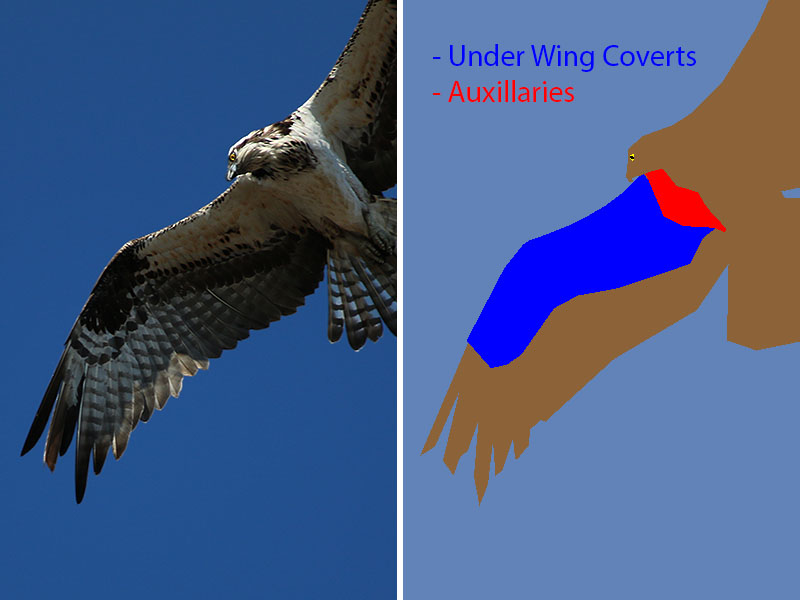 Under Wing Coverts and Auxillaries on an Osprey