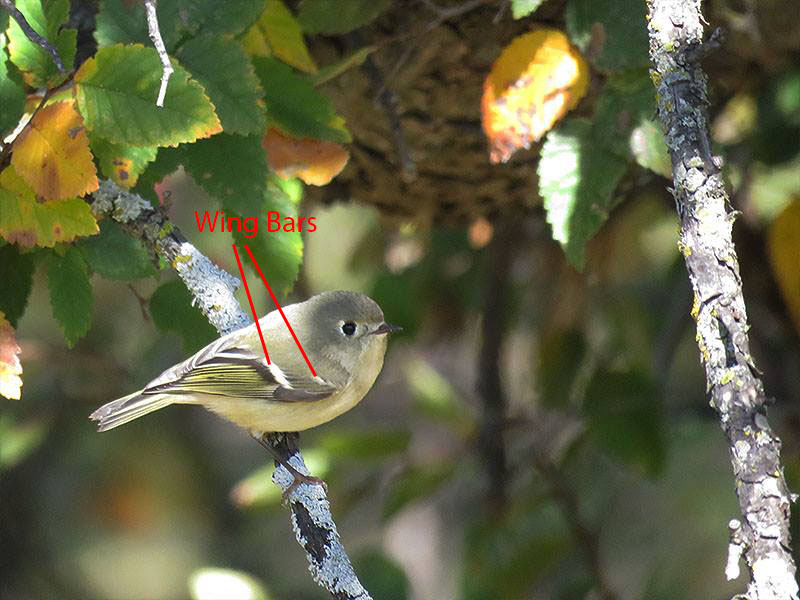 Wing Bars on a Ruby-crowned Kinglet