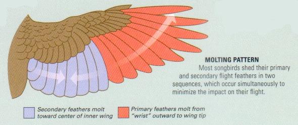 Typical Wing Feather Molt Pattern