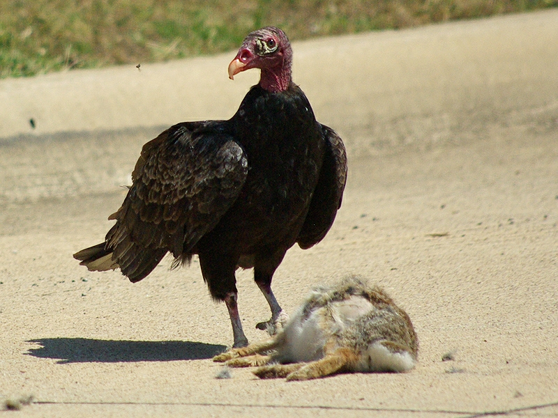 The Lovable Turkey Vulture