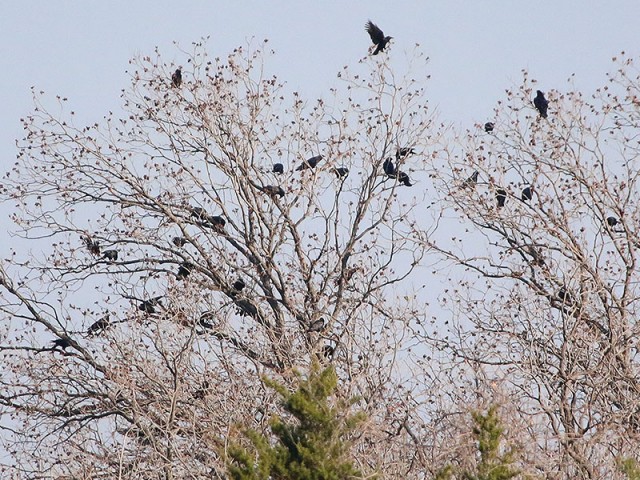 An unusually large congregation of American Crows.