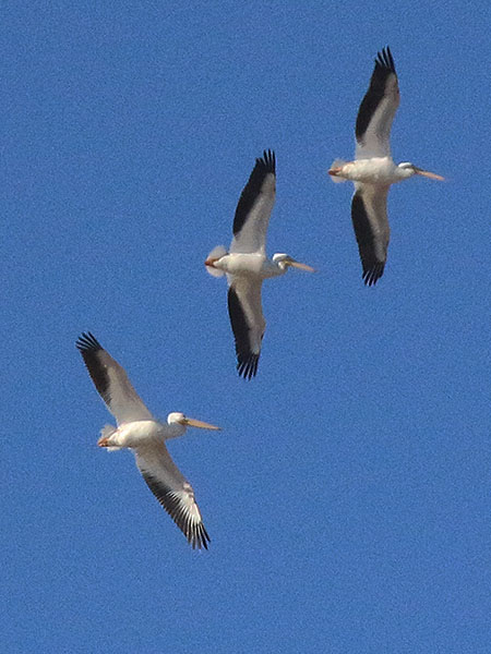 American White Pelican soaring high above Coppell Nature Park.