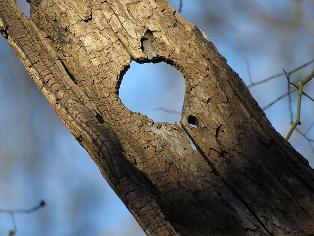 All that remains of an old woodpecker hole.  The rest of the tree has rotted away.