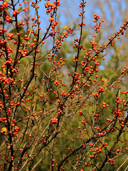 Red winter berries.