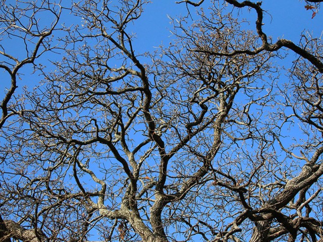 Gnarled branches.