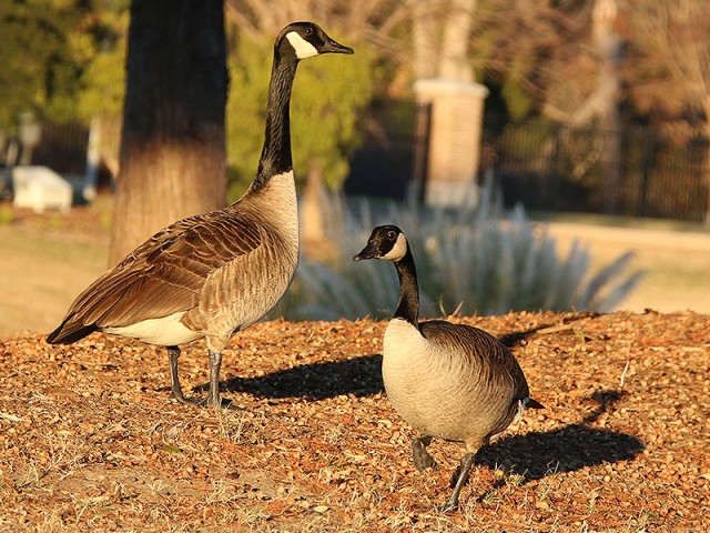 Canada Geese living on The Container Store campus.