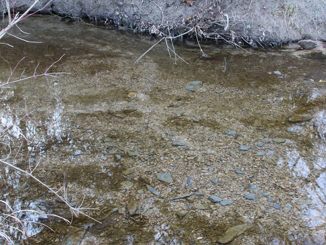 The clear waters of Cottonwood Branch.
