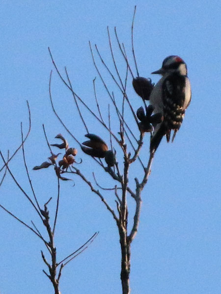 A Downy Woodpecker feeding on pecans.